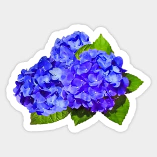 Cluster of Blue Hydrangea Sticker